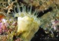 Balanophyllia europaea